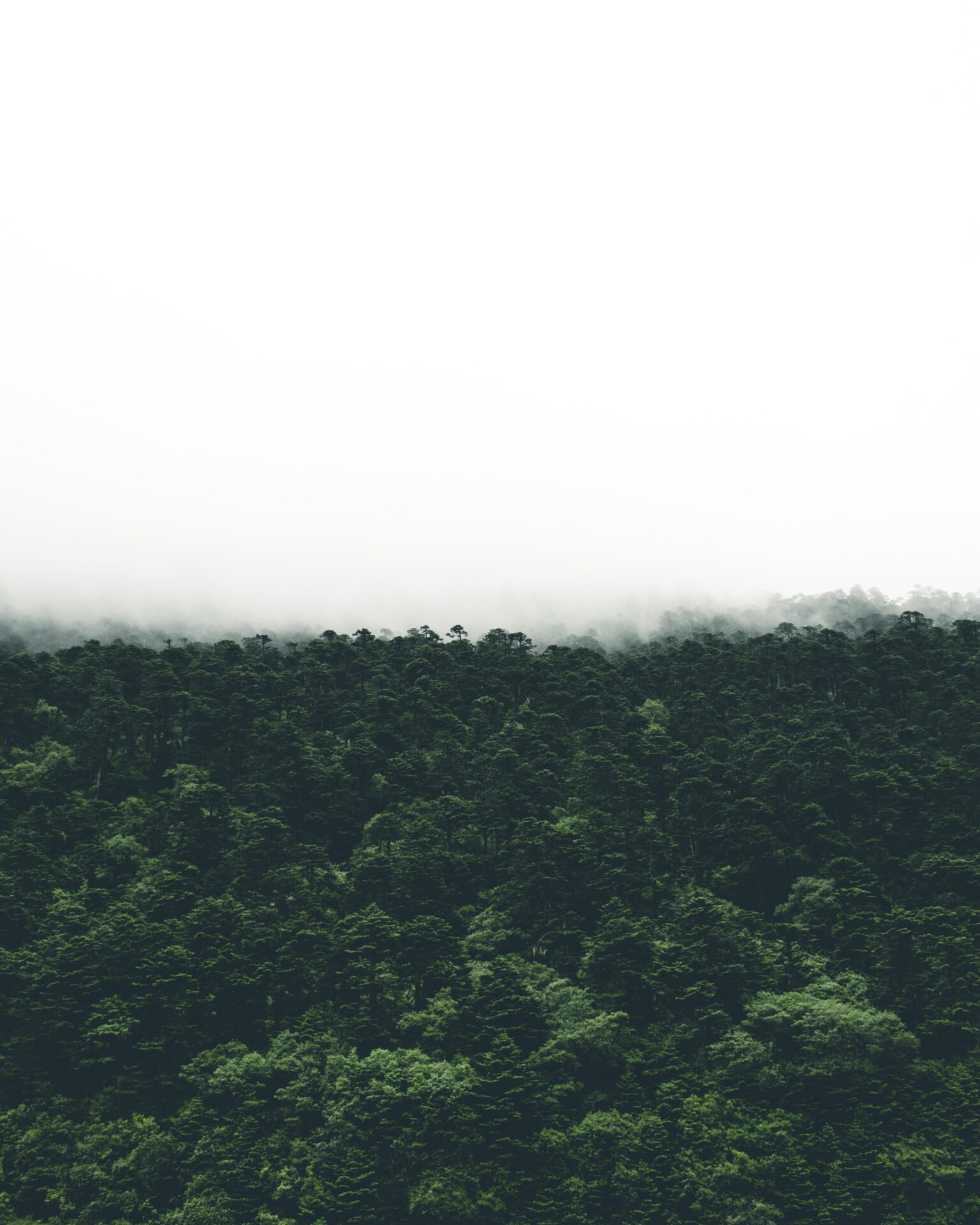 A dark green forest under a white sky on a misty day