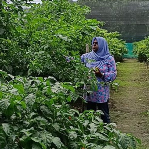 Maldivian climate activist Aishath Liusha wearing a blue headscarf and a floral shirt, standing among tall rows of green plants in a farm setting, examining the leaves.