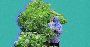 On a turquoise background, a cutout photo of Maldivian climate activist Aishath Liusha standing among tall rows of green plants in a farm setting, examining the leaves. She is wearing a blue headscarf and a floral pink and blue shirt.